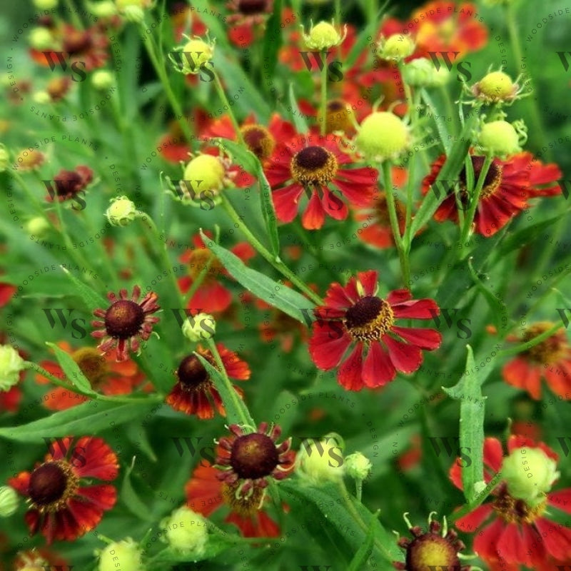 Helenium Rubinzwerg
