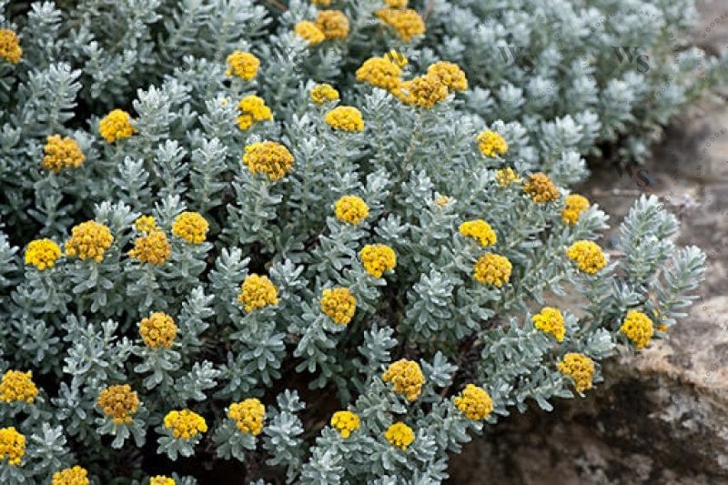 Helichrysum Splendidum