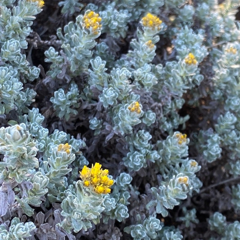 Helichrysum Splendidum