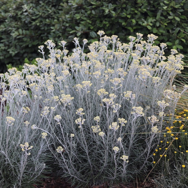 Helichrysum Thianschanicum Icicles Perennials