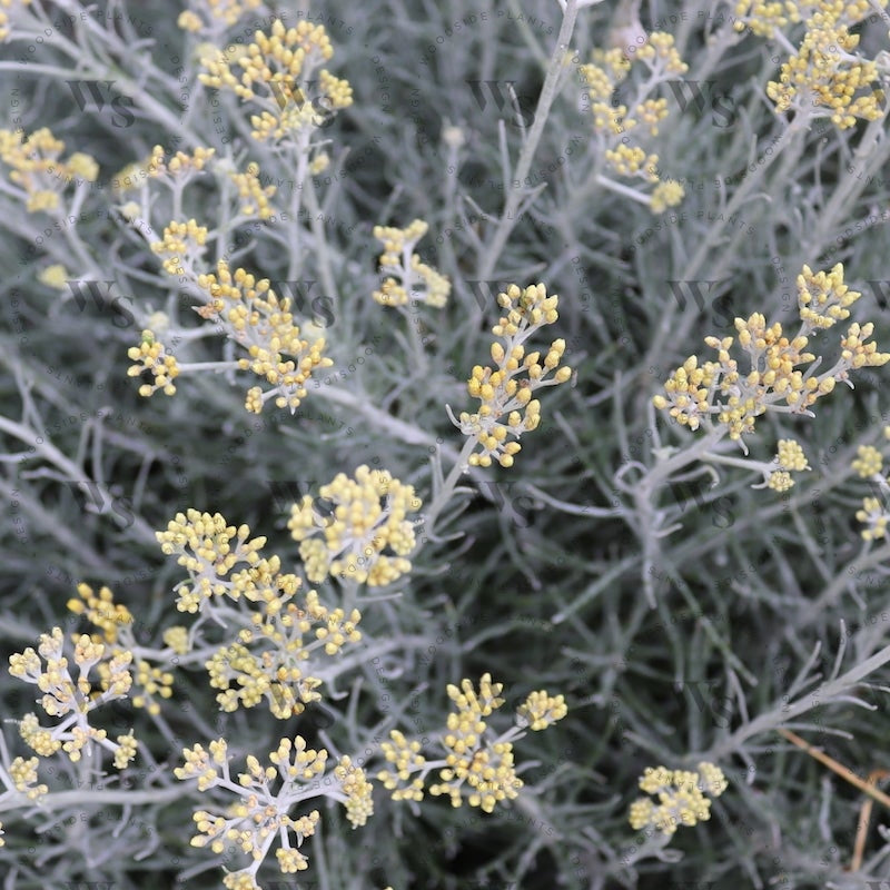 Helichrysum Thianschanicum Icicles Perennials