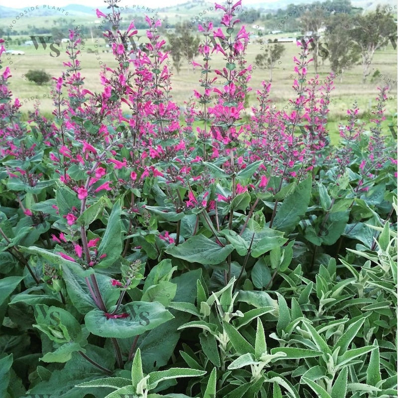 Lepechinia Hastata