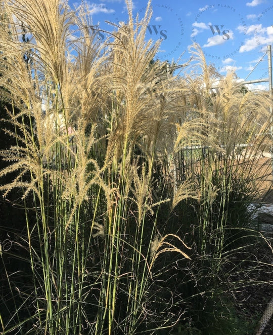 Miscanthus Oligostachyus Eileen Quinn Ornamental Grasses