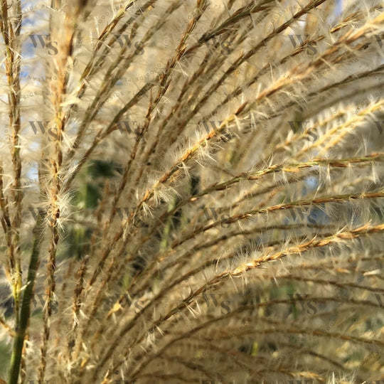 Miscanthus Oligostachyus Eileen Quinn Ornamental Grasses