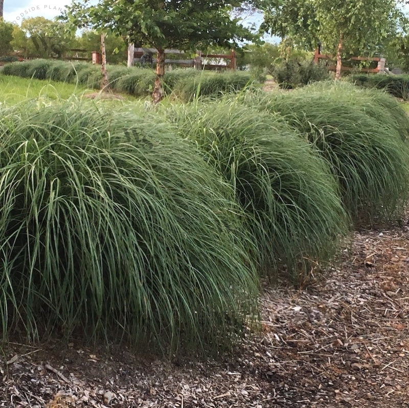 Miscanthus sinensis 'Adagio' along driveway