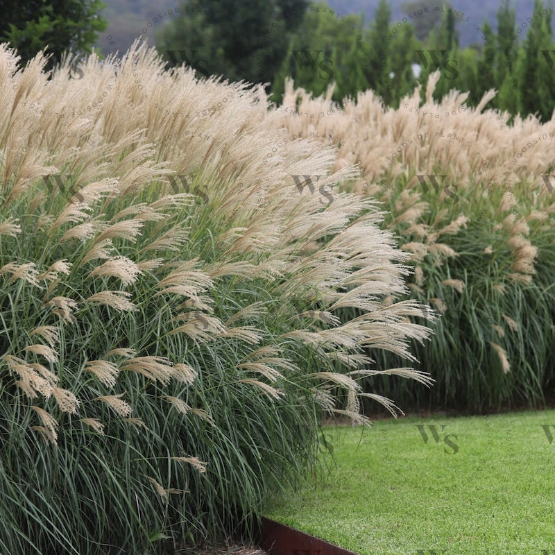Miscanthus Sinensis Adagio Ornamental Grasses