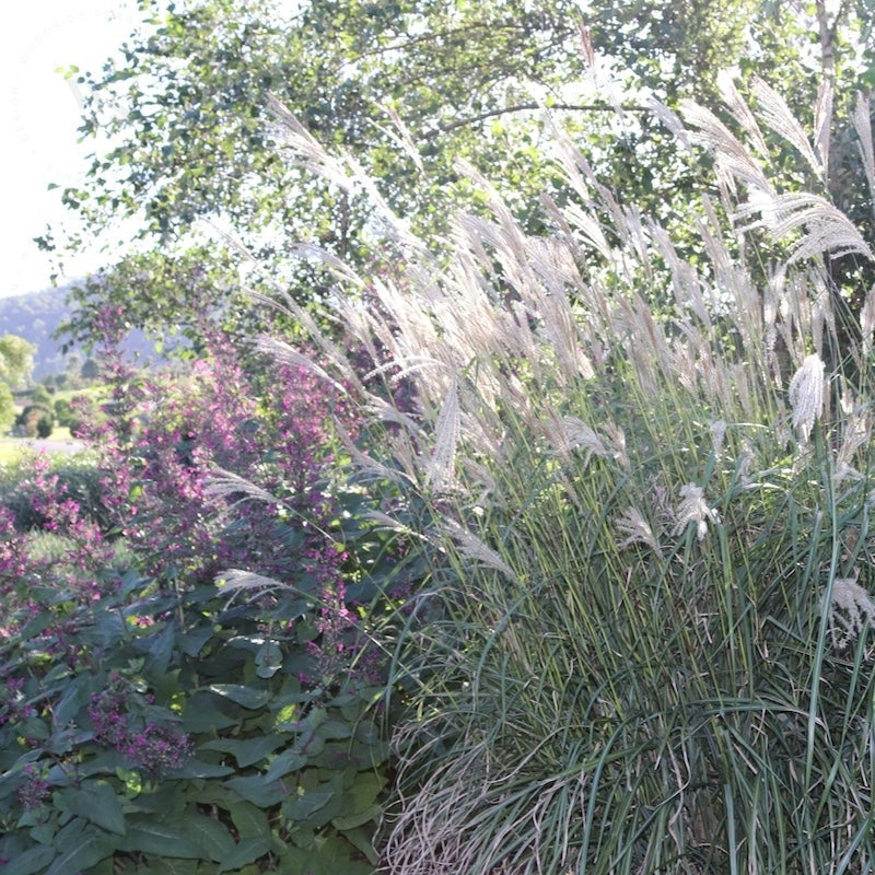 Miscanthus sinensis 'Capriccio'