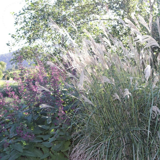 Miscanthus sinensis 'Capriccio'