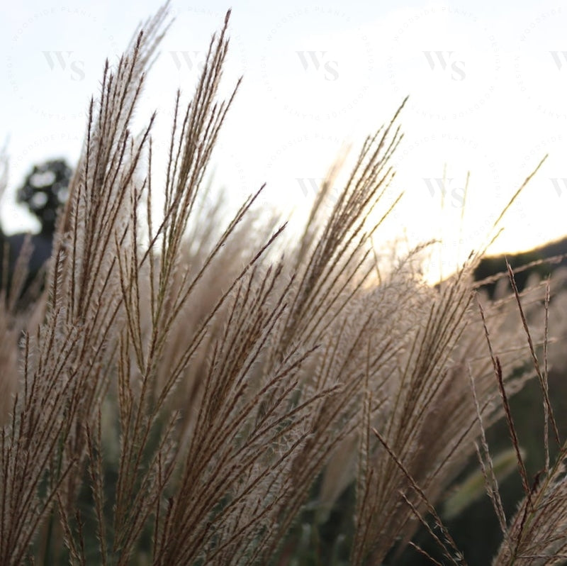 Miscanthus Sinensis Capriccio Ornamental Grasses