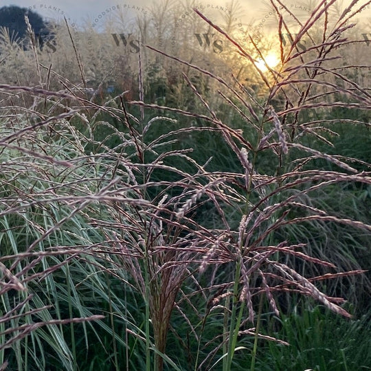 Miscanthus Sinensis Flamingo Ornamental Grasses