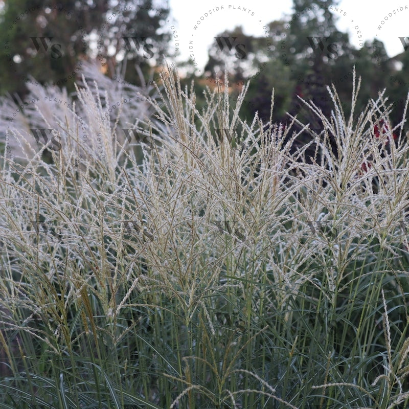 Miscanthus Sinensis Kleine Fontaine Ornamental Grasses