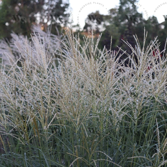 Miscanthus Sinensis Kleine Fontaine Ornamental Grasses