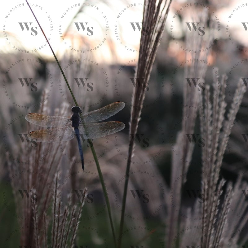 Miscanthus Sinensis Sarabande
