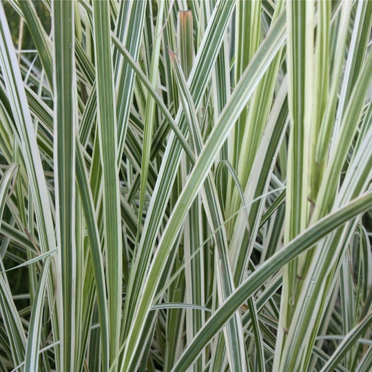 Miscanthus sinensis 'Variegata'