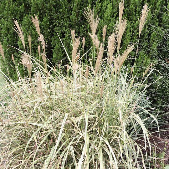 Miscanthus sinensis 'Variegata'