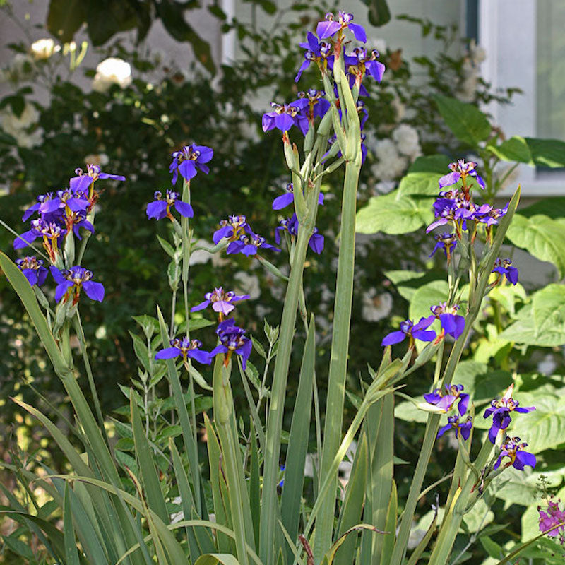 Neomarica caerulea