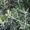 Olea Europaea Piccolo