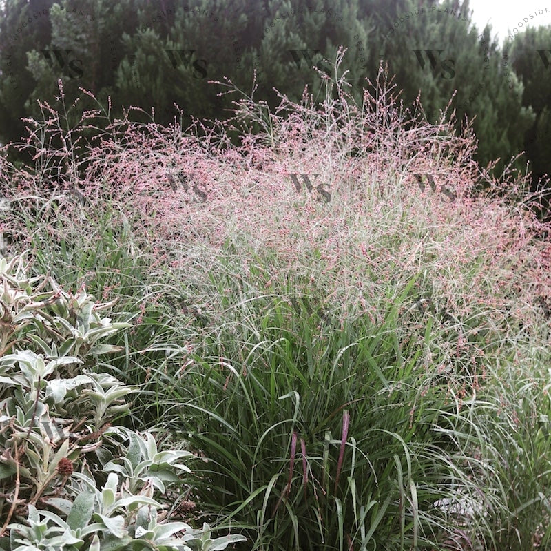 Panicum Virgatum Autumn Glory Ornamental Grasses