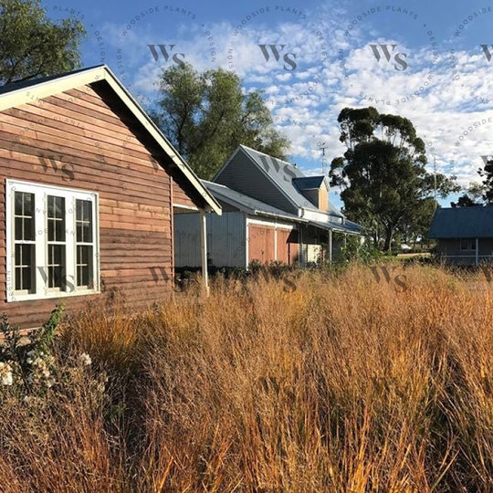 Panicum Virgatum Autumn Glory Ornamental Grasses