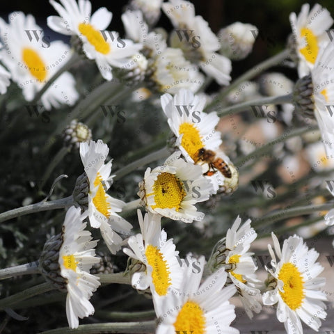 Rhodanthemum Hosmariense Perennials