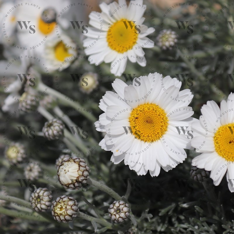 Rhodanthemum Hosmariense Perennials