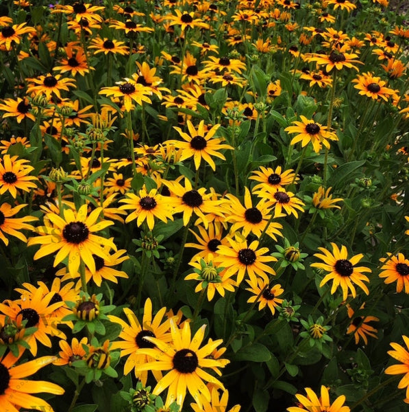 Rudbeckia Fulgida Var. Deamii Perennials