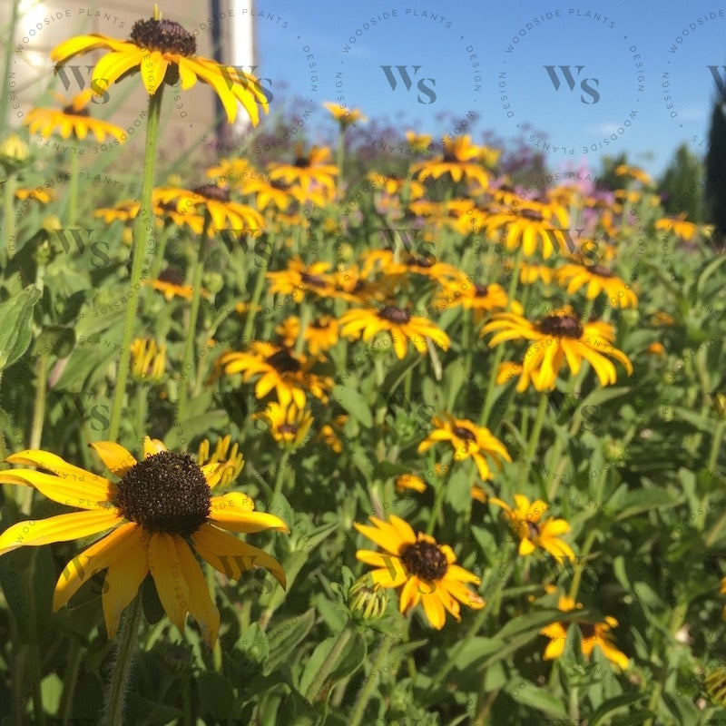 Rudbeckia Fulgida Var. Deamii Perennials