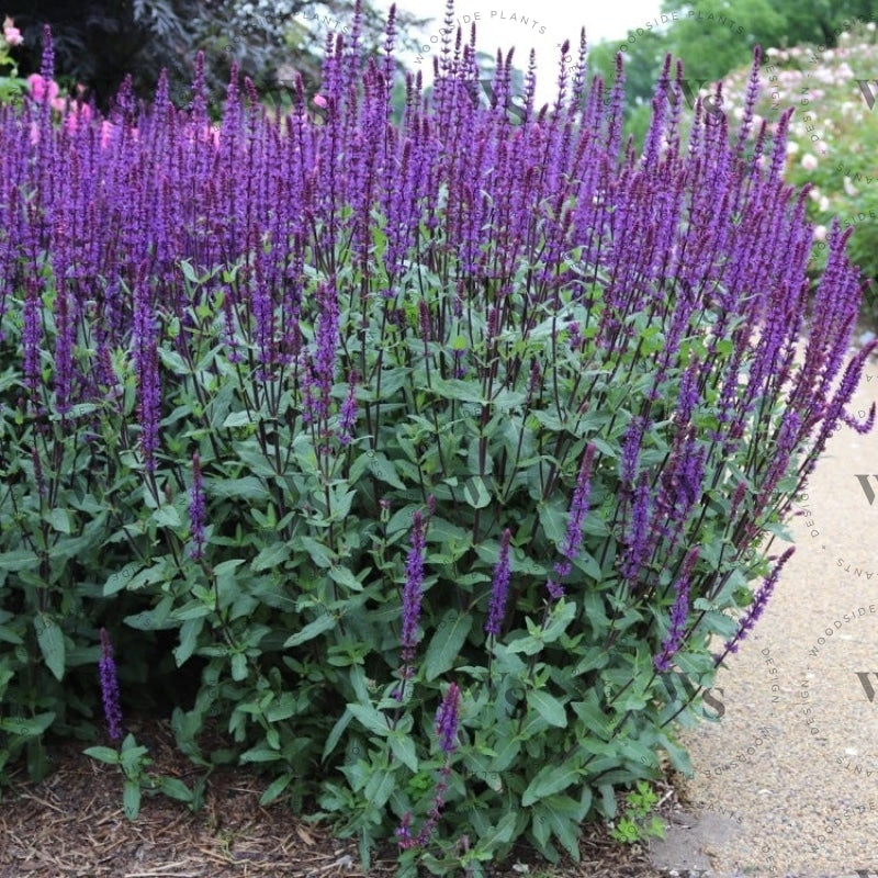 Salvia Nemorosa Caradonna