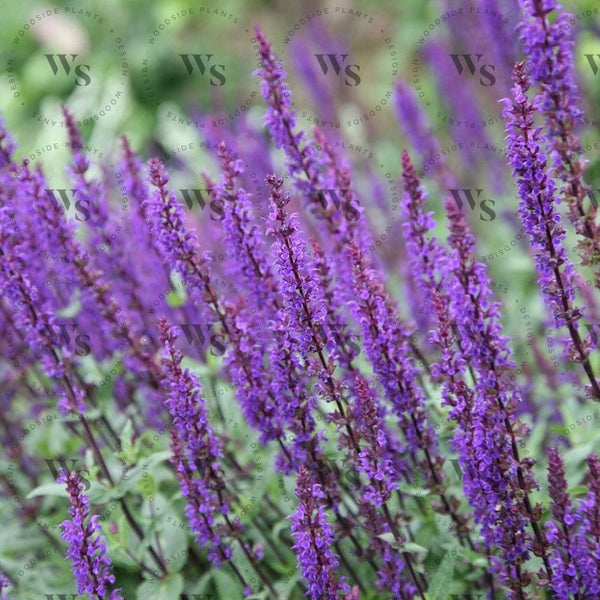 Salvia Nemorosa Caradonna