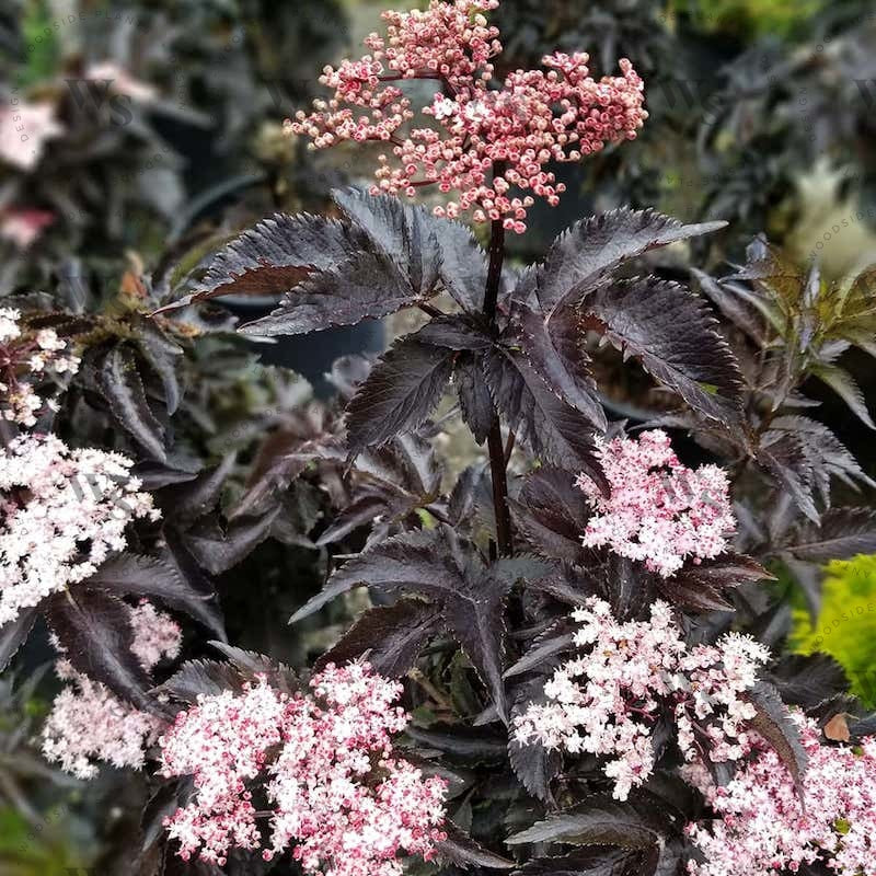 Sambucus Black Tower Shrubs