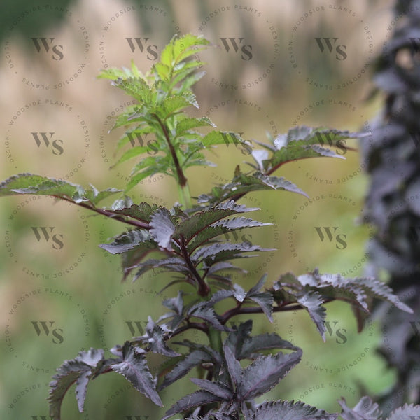 Sambucus Black Tower Shrubs