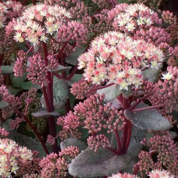 Sedum Moonlight Serenade Perennials