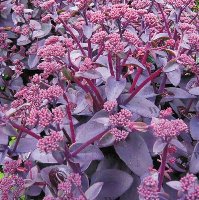 Sedum Xenox Perennials