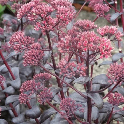 Sedum 'Desert Black'