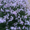 Tulbaghia Cominsii X Violaceae Perennials